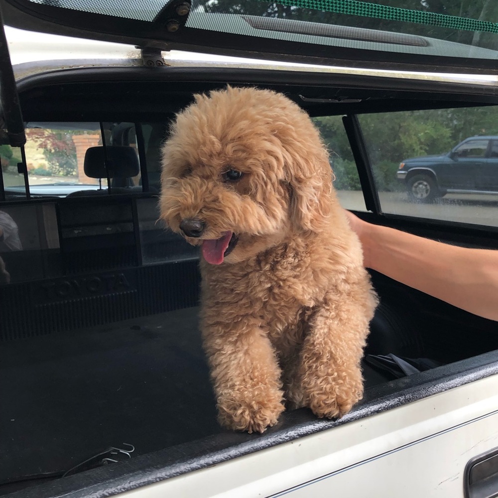 Meet your Posher, Brayden